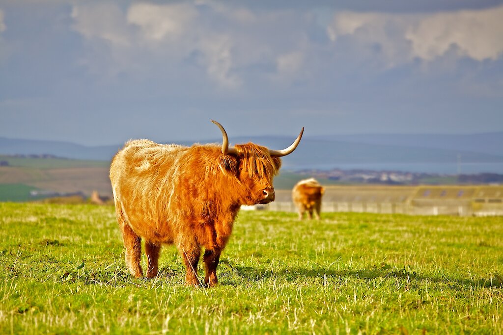 Highland cow