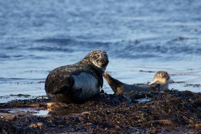 Seals are a common sight round Orkney
