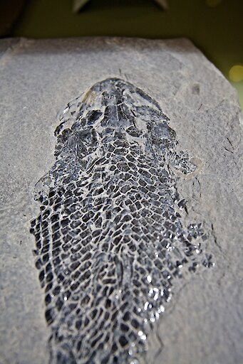 The Orkney Fossil and Heritage Centre